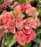 Euphorbia Milii Crown of Thorns "Mon Rak" Thai hybrid Coronas de Cristo