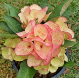 Euphorbia Milii Crown of Thorns "Mon Rak" Thai hybrid Coronas de Cristo