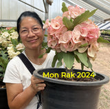 Euphorbia Milii Crown of Thorns "Mon Rak" Coronas de Cristo Thai Hybrid