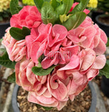 Euphorbia Milii Crown of Thorns "Mon Rak" Thai hybrid Coronas de Cristo