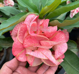 Euphorbia Milii Crown of Thorns "Mon Rak" Thai hybrid Coronas de Cristo