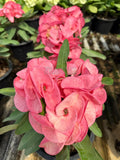 Euphorbia Milii Crown of Thorns "Mon Rak" Thai hybrid Coronas de Cristo