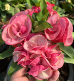 A close-up of  a potted plant with giant vibrant pink and red flowers that have pale cream centers, surrounded by green leaves, with a garden background.