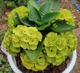 Euphorbia Milii GOLDEN JADE (Yok Tong Kum) Crown Of Thorns Corona de Cristo Cactus