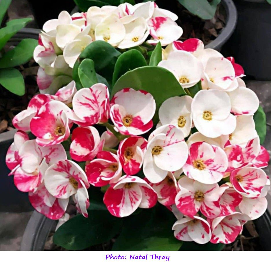 Euphorbia Milii KANOKLAI Crown of Thorns Corona De Cristo