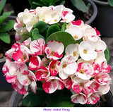 Euphorbia Milii KANOKLAI Crown of Thorns Corona De Cristo