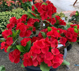Euphorbia Milii NEW MILLIONAIRE Crown of Thorns Corona De Cristo Poysean Thai Hybrid