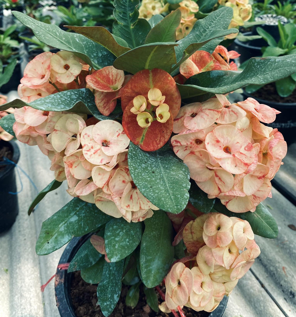 Euphorbia Milii THE MANSION (Ngern Tem Bann) Crown of Thorns Corona de ...