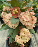 Euphorbia Milii THE MANSION (Ngern Tem Bann) Crown of Thorns Corona de Cristo