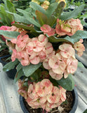 Euphorbia Milii THE MANSION (Ngern Tem Bann) Crown of Thorns Corona de Cristo