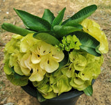 Euphorbia Milii GOLDEN JADE (Yok Tong Kum) Crown Of Thorns Corona de Cristo Cactus
