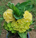 Euphorbia Milii GOLDEN JADE (Yok Tong Kum) Crown Of Thorns Corona de Cristo Cactus