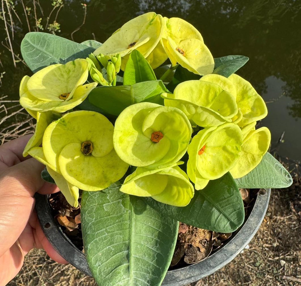 jade amarillo planta Euphorbia Milii GOLDEN JADE (Yok Tong Kum) Crown Of Thorns Corona de C – Euphorbia Milii Garden (Crown Of Thorns)
