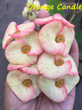 Euphorbia Milii Orange Candle Crown of Thorns – Starter Cutting