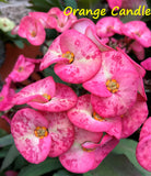 Euphorbia Milii Orange Candle Crown of Thorns – Starter Cutting