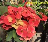 Euphorbia Milii Orange Candle Crown of Thorns – Starter Cutting