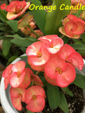 Euphorbia Milii Orange Candle Crown of Thorns – Starter Cutting