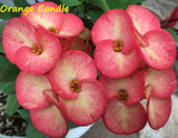Euphorbia Milii Orange Candle Crown of Thorns – Starter Cutting