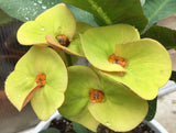 Euphorbia Milii OLIVIA Crown of Thorns Corona d'Cristo/Espina Succulent