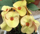 Euphorbia Milii OLIVIA Crown of Thorns Corona d'Cristo/Espina Succulent