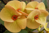 Euphorbia Milii OLIVIA Crown of Thorns Corona d'Cristo/Espina Succulent