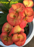 Euphorbia Milii Orange Candle Crown of Thorns – Starter Cutting