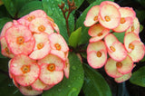 Euphorbia Milii Orange Candle Crown of Thorns – Starter Cutting