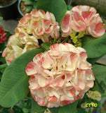 Euphorbia Milii Crown of Thorns PHLOEN PIROM Coronas de Cristo
