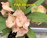Euphorbia Milii Pink Elegance Crown of Thorns – Starter Cutting