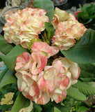 Euphorbia Milii Crown of Thorns PHLOEN PIROM Coronas de Cristo