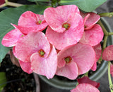Euphorbia Milii SANHAM CHAI Crown of Thorns Corona de Cristo Rare & New