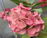 Euphorbia Milii SANHAM CHAI Crown of Thorns Corona de Cristo Rare & New