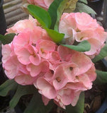 Euphorbia Milii DIVINA (Patum Rad) Crown of Thorns Corona de Cristo