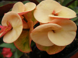 Euphorbia Milii OLIVIA Crown of Thorns Corona d'Cristo/Espina Succulent