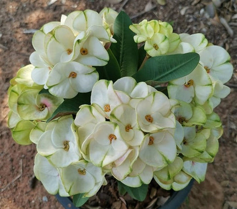 Euphorbia Milii THE GREAT DIVIDE (Phet Udom) Crown of Thorns Corona de Cristo Thai Hybrid