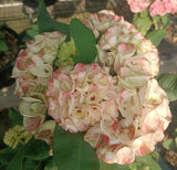 Euphorbia Milii Crown of Thorns PHLOEN PIROM Coronas de Cristo