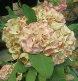 Euphorbia Milii Crown of Thorns PHLOEN PIROM Coronas de Cristo