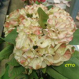 Euphorbia Milii Crown of Thorns PHLOEN PIROM Coronas de Cristo