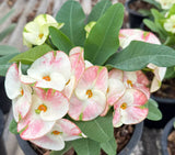 Euphorbia Milii PHOB SUK Crown of Thorns Corona de Cristo Premium Hybrid