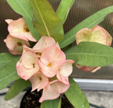 Rare “Pink Elegance” Large Bloom Crown of Thorns — New Thai Hybrid Euphorbia Milii
