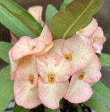 Rare “Pink Elegance” Large Bloom Crown of Thorns — New Thai Hybrid Euphorbia Milii