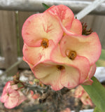 Rare “Pink Elegance” Large Bloom Crown of Thorns — New Thai Hybrid Euphorbia Milii
