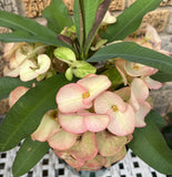 Euphorbia Milii Pink Elegance Crown of Thorns – Starter Cutting