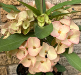 Rare “Pink Elegance” Large Bloom Crown of Thorns — New Thai Hybrid Euphorbia Milii
