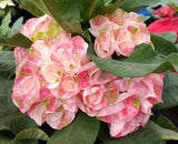 Euphorbia Milii Crown of Thorns PHLOEN PIROM Coronas de Cristo