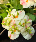 Euphorbia Milii PHOB SUK Crown of Thorns Corona de Cristo Premium Hybrid