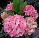Euphorbia Milii DANCING QUEEN (POP CHOK) Crown of Thorns Corona De Cristo Succulent/Cactus