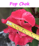 Euphorbia Milii DANCING QUEEN (POP CHOK) Crown of Thorns Corona De Cristo Succulent/Cactus