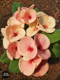 Euphorbia Milii PHONCHOKCHAI Crown of Thorns Corona De Cristo Cactus Thai Hybrid