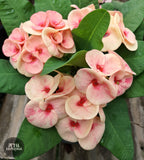 Euphorbia Milii PHONCHOKCHAI Crown of Thorns Corona De Cristo Cactus Thai Hybrid